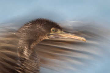 Motion blur image of Socotra cormorant flapping its wings  at Busaiteen coast of Bahrain