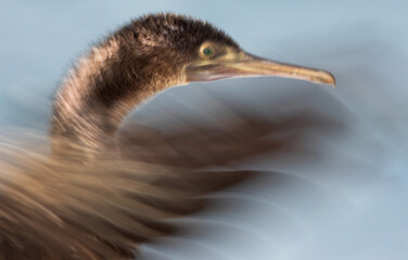 Motion blur image of Socotra cormorant drying its wings at Busaiteen coast, Bahrain