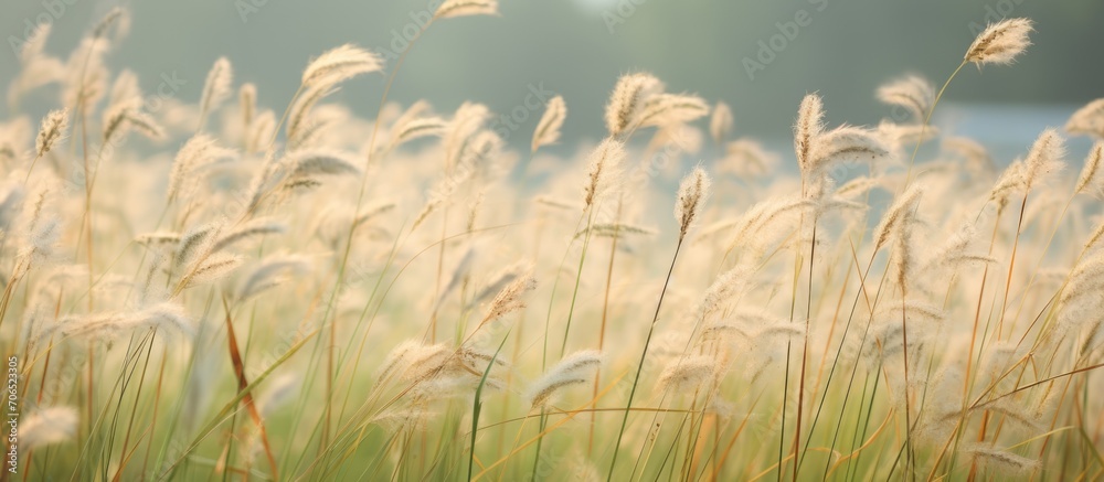 Wall mural unnoticed beauty of grass flowers in fields.