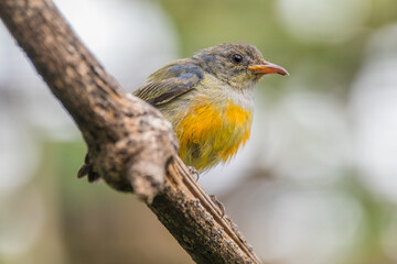 The scarlet-headed flowerpecker (Dicaeum trochileum) is a bird species in the family of Dicaeidae