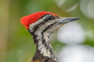 The common flameback (Dinopium javanense), also referred to as the common goldenback