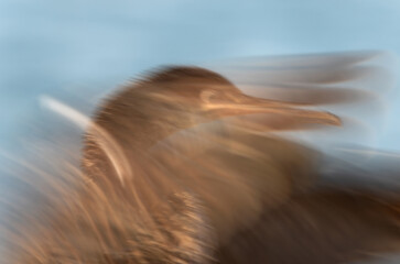 Motion blur image of Socotra cormorant flapping its wings  at Busaiteen coast, Bahrain