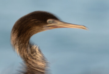 Motion blur image of Socotra cormorant flapping its wings  at Busaiteen coast, Bahrain