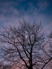 A bare winter tree in front of the early morning winter sky. The moon is shining through a gap in the tree branches. The pre-dawn glow has turned the sky pink and dark blue.