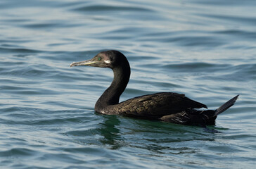 Socotra cormorant in breeding plumage at Busaiteen coast, Bahrain