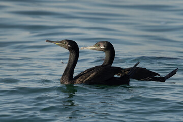 A pair of Socotra cormorant in breeding plumage at Busaiteen coast, Bahrain