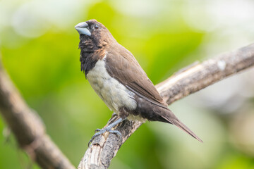 The white-headed munia (Lonchura maja) is a species of estrildid finch