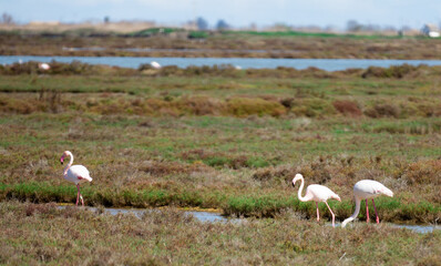 fFamingo birds walk on the dam of the river