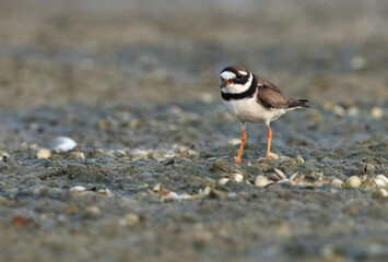 Commom ringed plover at mameer, Bahrain