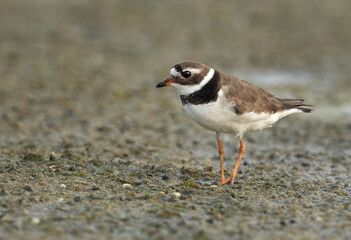 Portrait of Commom ringed plover at mameer, Bahrain
