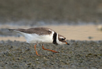 Commom ringed plover feeding at mameer, Bahrain