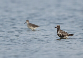 Grey plover at Mameer creek of Bahrain