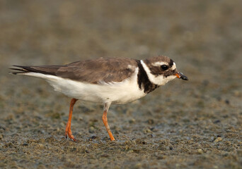 Closeup of Commom ringed plover at mameer, Bahrain