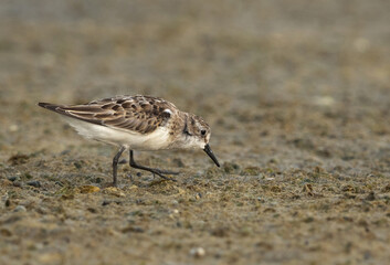 Little Stint feeding druing low tide at Mameer creek, Bahrain