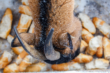 Goats feeding in the winter while snowing. They are eating bread leftovers
