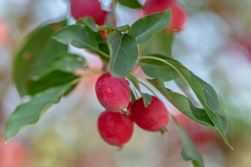 close up of red apples growing new in spring on tree