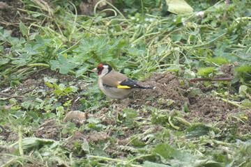 Cardellino