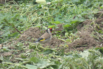 Cardellino