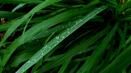 Rain drops on green leaf nature background. Nature background of green leaves. Close up background nature of green leaves