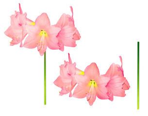 Hippeastrum pink flowers graphically processed isolated on transparent background