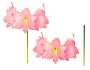 Hippeastrum pink flowers graphically processed isolated on transparent background