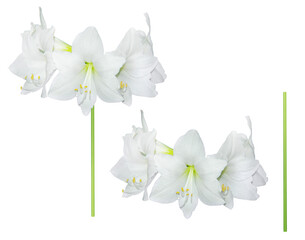 Hippeastrum white flowers , varieties - Christmas Gift isolated on transparent background