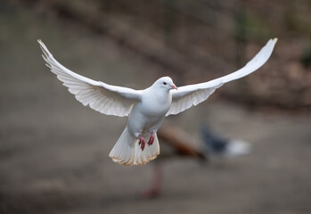 White dove in flight. Rock dove or common pigeon or feral pigeon with other birds in a park behind. White dove (Columba livia) in Kelsey Park, Beckenham, Kent, UK.
