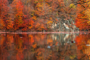 Beautiful autumn forest with yellow-red colors next to the lake, reflected in the water