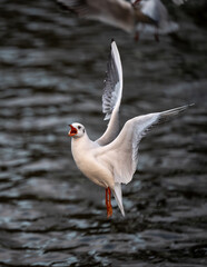 Black-headed gull in winter plumage. Gull in flight with lake behind. Black-headed gull (Chroicocephalus ridibundus) in Kelsey Park, Beckenham, Kent, UK.