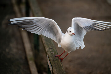 Black-headed gull in winter plumage. Gull launching into flight with no other birds in the frame. Black-headed gull (Chroicocephalus ridibundus) in Kelsey Park, Beckenham, Greater London, UK.