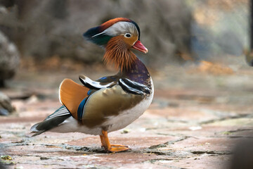 The mandarin bird in all its charm
