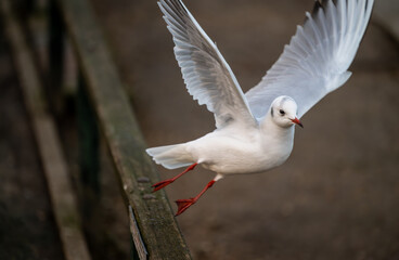 Black-headed gull in winter plumage. Gull launching into flight with no other birds in the frame....