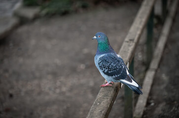 Rock dove or common pigeon or feral pigeon sitting on a fence facing left with copy space. Rock dove or common pigeon (Columba livia), in Kelsey Park, Beckenham, Kent, UK.