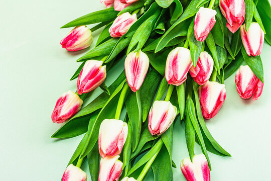 Bouquet of fresh pink tulips on green background. Festive concept for Mother's Day or Valentines Day