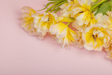 Fresh light peony tulips on pastel pink background. Festive concept for Mother's or Valentines Day