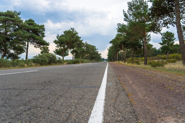 Serenity Boulevard: Road Lined with Green Trees