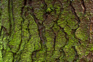 Nature's Tapestry: Close-Up of Mossy Tree Trunk - obrazy, fototapety, plakaty