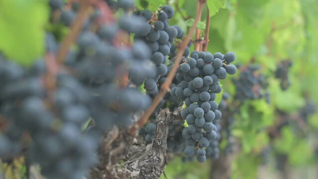 Racimo de uva tinta a foco, entre racimos y hojas verdes desenfocadas
