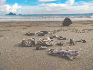 The background sand has shellfish on the beach