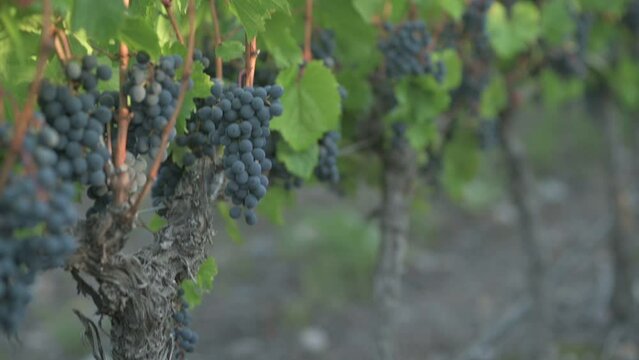 Paneo vertical de vi&ntilde;edo con racimo de uva tinta a foco y fondo desenfocado