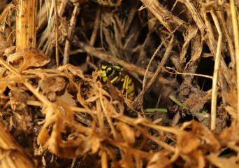 When spring approaches and the snow begins to melt, the queen wasp (Yellowjacket), which is hibernating during the winter, emerges to the edge of its burrow.
European wasp, German wasp, yellow jacket

