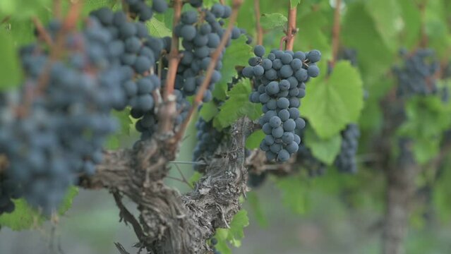 Plano medio y zoom de vi&ntilde;edo con racimo de uva tinta a foco y fondo desenfocado