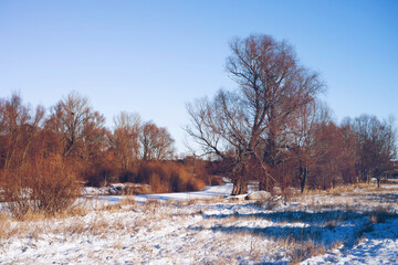 Autumn, spring or winter landscape. Bare red trees, snow-covered dry yellow grass along the river in a spring field on a sunny day.