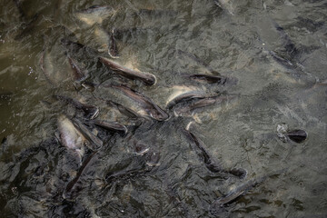 Swarm of Catfish Feeding Frenzy in Murky Freshwater Pond