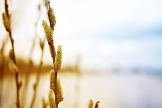Westvy willow with blooming fluffy yellow buds close-up against the background of the river and sky in spring
