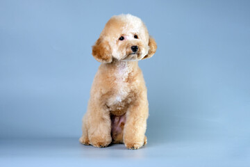 A modern-colored poodle puppy sits in front of the camera after a haircut