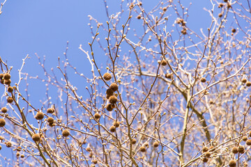Platanus Acerifolia. Platanus. A fast growing tree. Fruits on tree branches. Sunny day. Spring. Blue sky