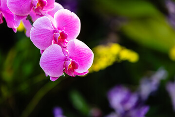 Pink flower Orchid, orchids vibrant phalaenopsis natural background selective focus with copy space.