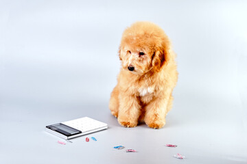 The poodle puppy looks at the lying calculator. The concept of learning