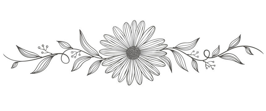 Outline Floral Botany. flower vector drawings. Black and white floral line art on transparent backgrounds. Hand Drawn Botanical Illustrations.Vector.